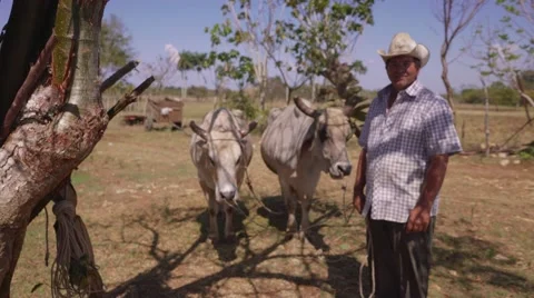 Portrait Happy Man Farmer At Work With Ox Looking Camera Stock Footage 61528258