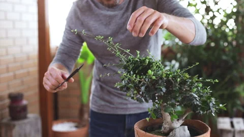 Portrait of happy man pruning bonsai. Concept of connection with nature. Focu Video stock 131380893