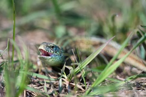 Portrait of happy quick lizard in grass 写真素材