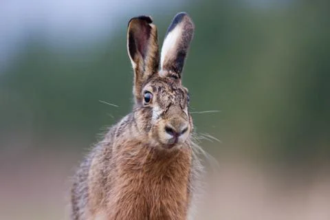 Portrait of Hare Stock Photos