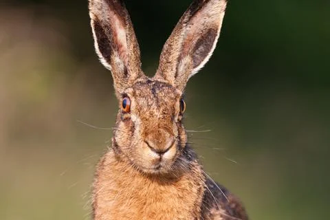 Portrait of Hare Stock Photos