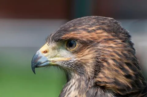 Portrait of a Harris Hawk Stock Photos