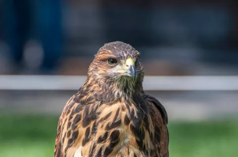 Portrait of a Harris Hawk Stock Photos