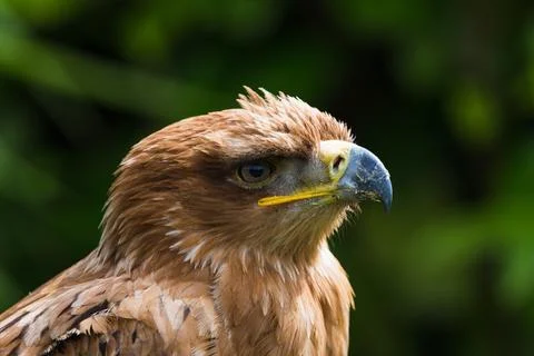 Portrait of a Harris Hawk Stock Photos