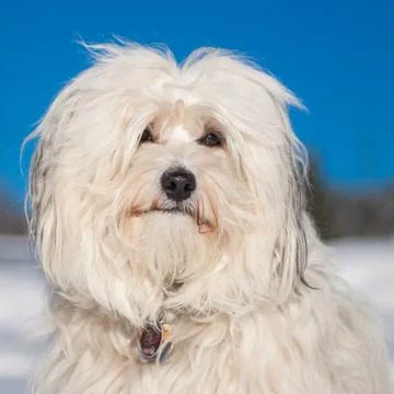 Portrait of a Havanese Stock Photos