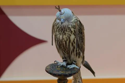 Portrait for Hawk or Falcon Qatar in Katara International Hunting and Falcons Foto stock
