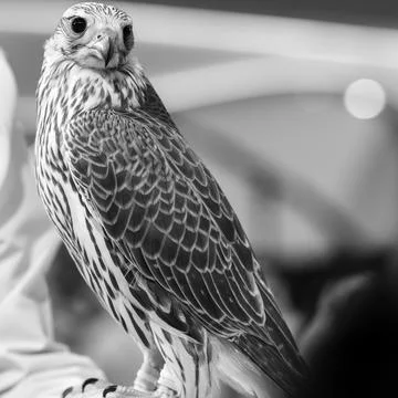 Portrait for Hawk or Falcon Qatar in Katara International Hunting Stock Photos