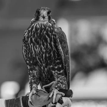 Portrait for Hawk or Falcon Qatar in Katara International Hunting Stock Photos