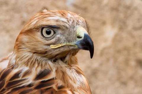 Portrait of hawk Stock Photos