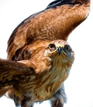 Portrait of hawk Stock Photos
