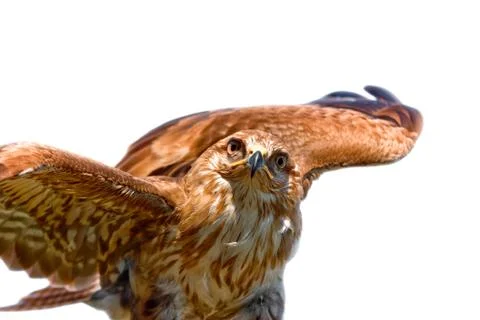 Portrait of hawk Stock Photos