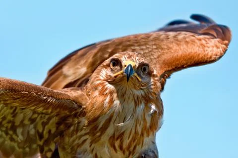 Portrait of hawk Stock Photos