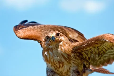 Portrait of hawk Stock Photos