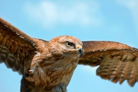 Portrait of hawk Stock Photos