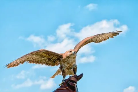 Portrait of hawk Stock-Fotos