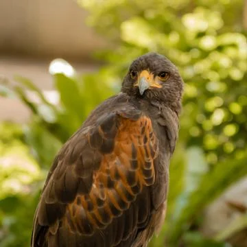 Portrait of hawk Stock Photos