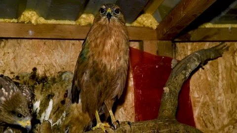 Portrait of a hawk sitting in an aviary Video stock 320997402
