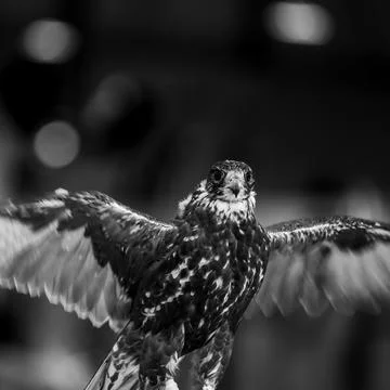 Portrait for hawks or falcon Qatar 2024 Stock Photos