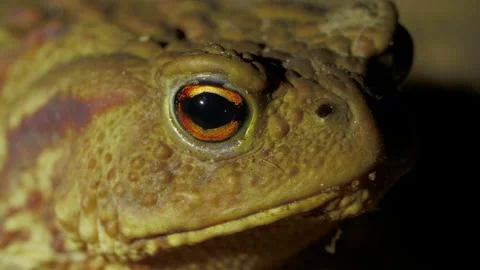 Portrait head of big green toad on the ground in the forest at night Video stock 204928659