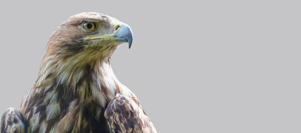 Portrait of the head of an eagle. Stock Photos