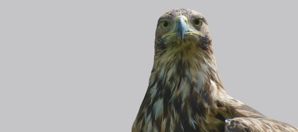Portrait of the head of an eagle. Stock Photos