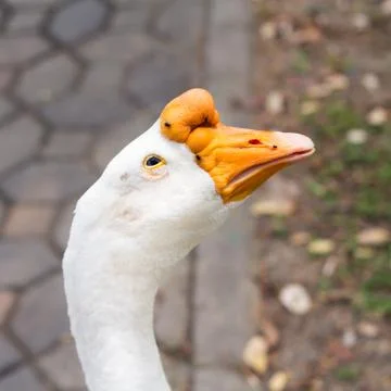 Portrait head of goose Stock Photos