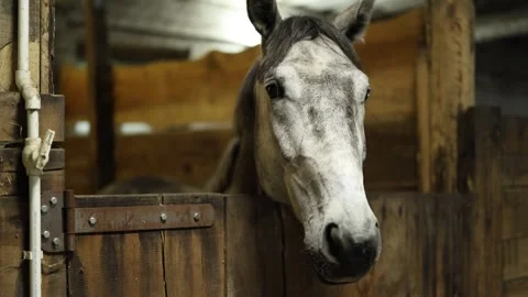 Portrait of head of grey and white horse in stable. Noble animal stands behind w Stock Footage 309937665