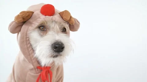 Portrait of the head of a Jack Russell Terrier in a deer costume with horns Stock Footage 174822191