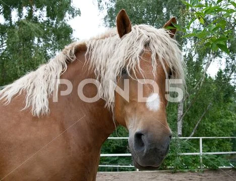 Portrait of a heavy draft horse Stock Photos