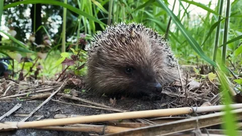 Portrait of hedgehog leaving the camera frame Stock Footage 149750783