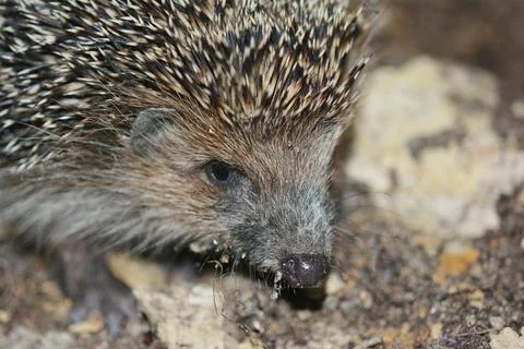 Portrait of a hedgehog Stock Photos