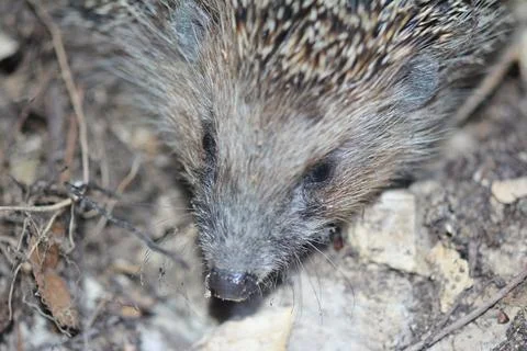 Portrait of a hedgehog Stock Photos