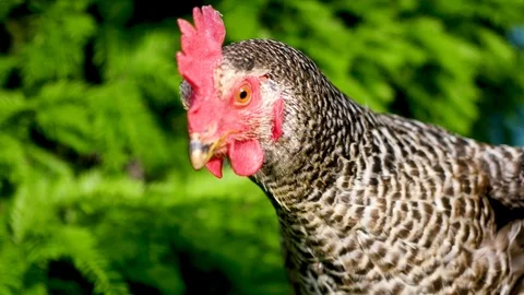 Portrait of a hen Stock Footage 124710424