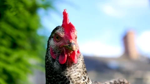 Portrait of a hen Stock Footage 124710458