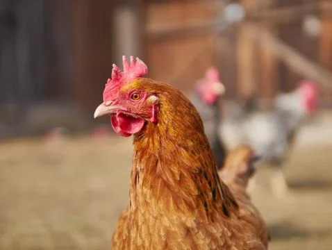 Portrait of a hen Stock Photos