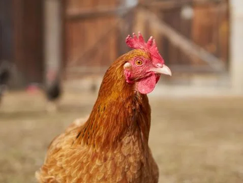 Portrait of a hen Stock Photos