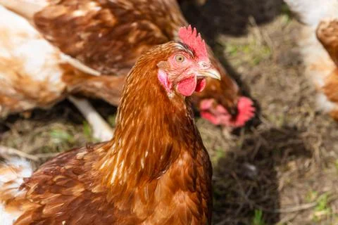 Portrait of a hen Foto stock