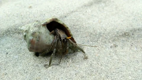 Portrait of hermit crabs at low tide Stock Footage 153367743