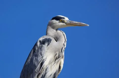 Portrait of heron Stock Photos