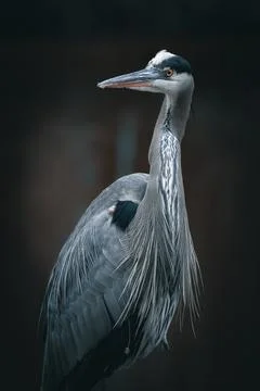 Portrait of a heron Stock Photos