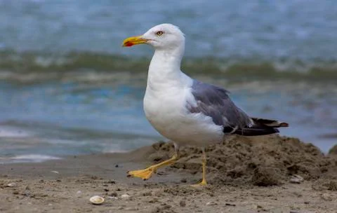 Portrait of a herring seagull Stock Photos