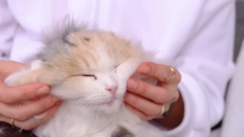Portrait of Highland Fold cat getting face massage, owners fingers scratch .. Stock Footage 330312559