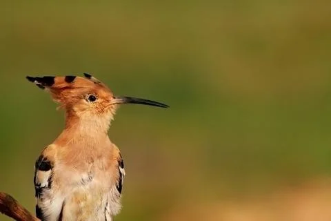 Portrait of a hoopoe Foto stock
