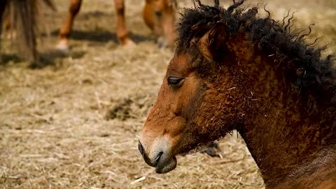 Portrait of a horse, close-up Stock Footage 310045587