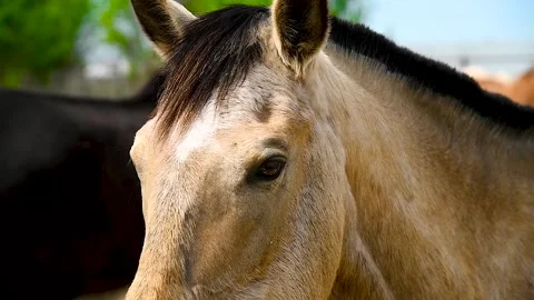 Portrait of a horse, close-up Stock Footage 320997618