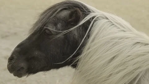 Portrait of a horse with a developing mane.Pony horse. Stock Footage 208903161