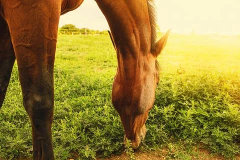 Portrait of a horse in enclosure. Foto stock