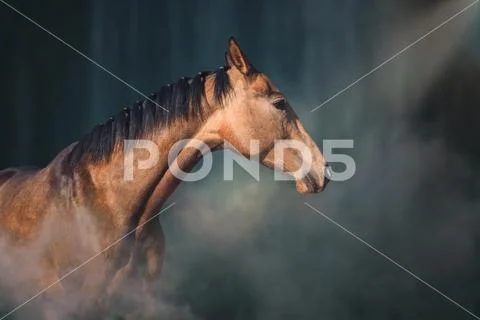 Portrait of horse on the fog background Stock Photos