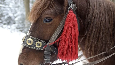 Portrait of a horse Stock Footage 129291526