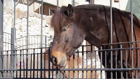 Portrait of a horse looking through the bars. Stock Footage 171769722
